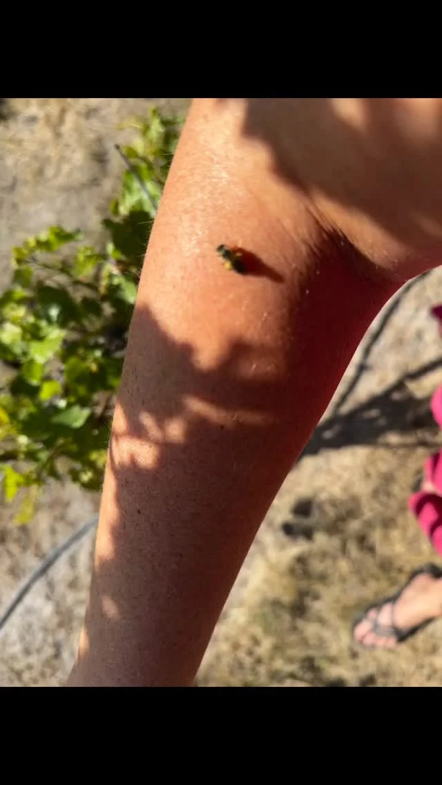 Pollinators in the vineyard. Love to see them buzzing around!
#watchdogwinery #watchdogwinerymt #montanavineyards
.
.
.
Want to purchase wine from us? Check out online ordering on our website
www.watchdogwinery.com. We can ship or you can pick it up directly from the winery.

Want to stay with us? Check us out on Harvest Hosts: www.harvesthosts.com.

Tasting by appointment, call or email to schedule.

Questions? Contact us at winerydog@watchdogwinery.com or call us at 406-404-6828.