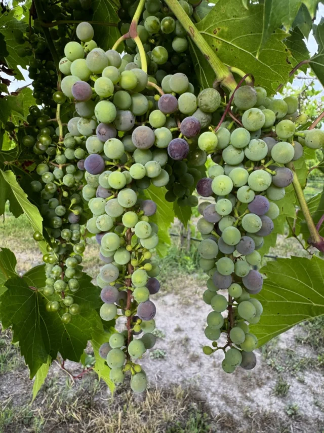 Verasion has started! We are on track for harvest beginning of September! Stay tuned for details on our harvest party.
#watchdogwinery #watchdogwinerymt #montanavineyards
.
.
.
Want to purchase wine from us? Check out online ordering on our website
www.watchdogwinery.com. We can ship or you can pick it up directly from the winery.

Want to stay with us? Check us out on Harvest Hosts: www.harvesthosts.com.

Tasting by appointment, call or email to schedule.

Questions? Contact us at winerydog@watchdogwinery.com or call us at 406-404-6828.