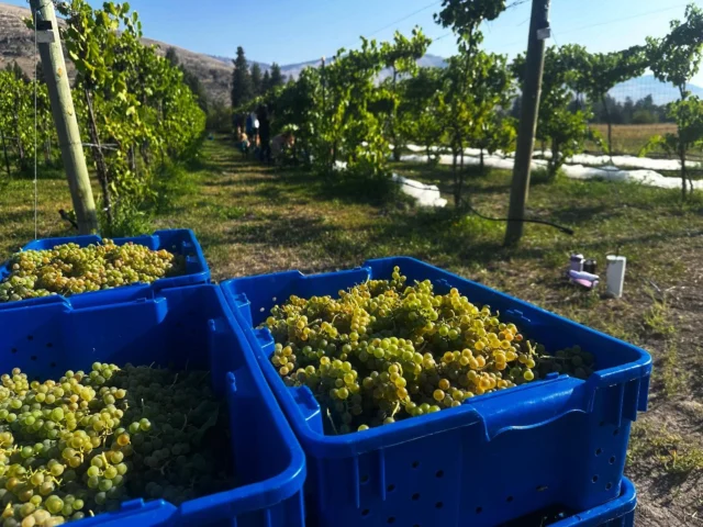 Thank you everyone who came out for harvest! It was a success and our numbers were right where we wanted them. Cheers to Frontenac Rosé and Itasca 2026!
#watchdogwinery #watchdogwinerymt #montanavineyards
.
.
.
Want to purchase wine from us? Check out online ordering on our website
www.watchdogwinery.com. We can ship or you can pick it up directly from the winery.

Want to stay with us? Check us out on Harvest Hosts: www.harvesthosts.com.

Tasting by appointment, call or email to schedule.

Questions? Contact us at winerydog@watchdogwinery.com or call us at 406-404-6828.