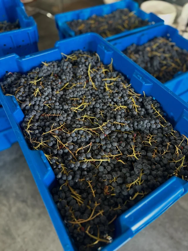 Marquette grapes from Luna Llena Vineyard. We are very excited for this wine! 

#watchdogwinery #watchdogwinerymt #montanavineyards
.
.
.
Want to purchase wine from us? Check out online ordering on our website
www.watchdogwinery.com. We can ship or you can pick it up directly from the winery.

Want to stay with us? Check us out on Harvest Hosts: www.harvesthosts.com.

Tasting by appointment, call or email to schedule.

Questions? Contact us at winerydog@watchdogwinery.com or call us at 406-404-6828.