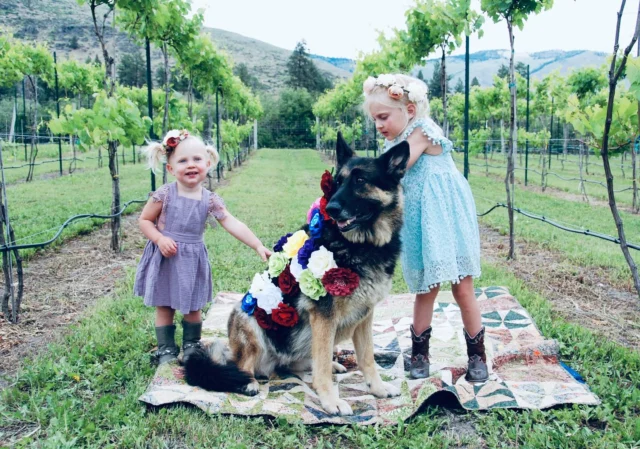 Farewell, sweet Hilo.❤️ Our first baby, our loyal friend and our faithful guardian. You watched over our family with such love and grace. You were a gentle soul who filled our hearts so completely. We’ll miss and love you always.