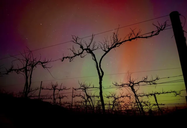 The day we received Hilo’s ashes we saw an amazing show of the northern lights. It was fitting! We miss and love you Big Dog.