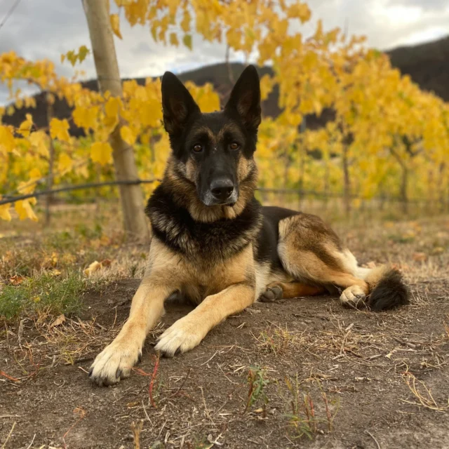 In 2017, just three weeks after the birth of our first baby and under the watchful eye of our German Shepherd, Hilo, we planted the vineyard that would become known as Watchdog Winery. Hilo is the foundation of our brand, and represents loyalty, protection and the connection between land and family.

Hilo came into our lives in 2013, on the North Dakota leg of our cross country move from Virginia to Montana. Hilo was Ben’s first dog and it was love at first sight. Since then, she welcomed two (human) siblings into the family and the three of them became inseparable. Hilo could be found either sleeping in the hallway between the girls’ rooms or, when they insisted on bunkbeds, she would sleep in the room with them.

Hilo was our family’s watchful guardian until November of 2025. We are so grateful for our time with her. 

In June of 2026, we will be welcoming a new puppy to the family to continue on Hilo’s legacy.