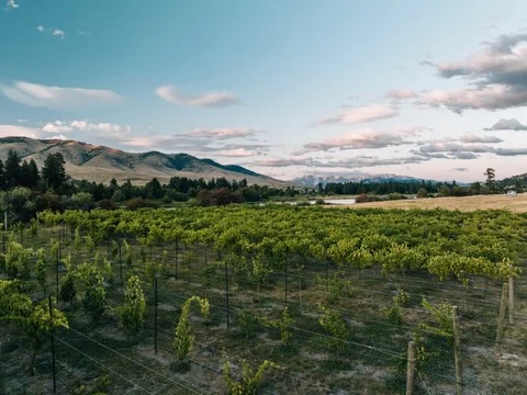 Not much longer until the vines are looking like this again ☀️

Have you booked an appointment for a tasting? Don’t wait, give us a call to schedule before it’s too late!
If you can’t make it to visit us in person, follow the link in our bio and get a bottle or two for riverside sipping or summer gatherings!
