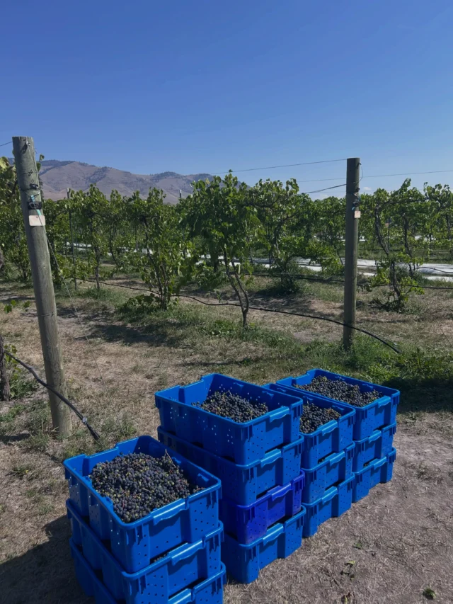 Have you ever seen a more beautiful sight?

Pictured above are some beautiful, cold-hardy grapes of different varieties shortly after being harvested from the vine. The only thing that could make this better would be if they were pressed, bottled, and poured into a glass! You can see (and taste) the final product for yourself by visiting us in Dixon! Please give us a heads up that you’re coming, by either texting or calling us at 406-404-6828, or you can purchase a bottle (or two) on our website, which is linked in our bio!