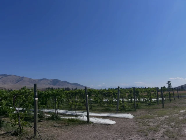 It’s getting hot out there! 

We have just what you need to keep you cool - A Wine Tasting!

You can schedule a wine tasting by calling us at (406)404-6828 or emailing at winerydog@watchdogwinery.com. Tastings are $5 per person, and we would really love to see you out here!

*Tastings are by scheduled appointment only at this time*