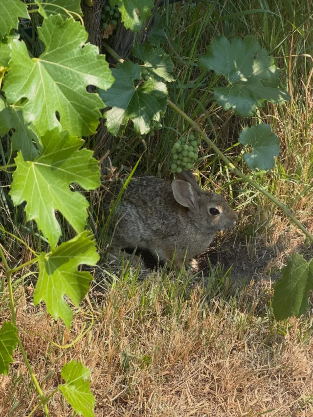 Critters of the Vineyard 🐰🥚🐶🐍 

*Last photo is a snake, in case you’re not a fan!

It’s been a smoky summer, but here at Watchdog Winery we’re trying to find the beauty in the little things around the vineyard. Come for a wine tasting, get out of the smoke, and see a critter or two for yourself! Details for scheduling are in our bio