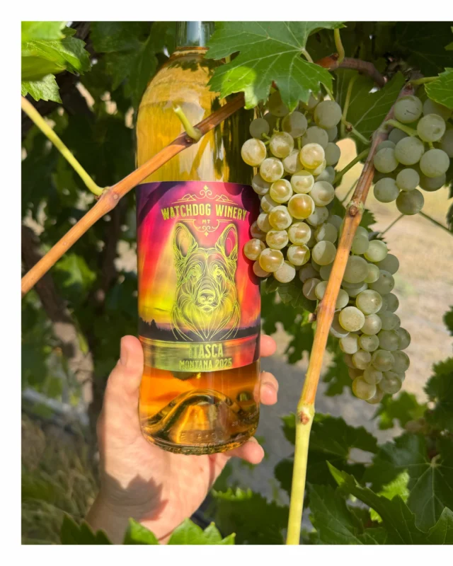 The summer sun has filled our vines 

In case you missed it, we will be hosting a Vineyard Harvest, this Saturday, September 5 starting at 8:30am. See our last post for more details and as always, if you would like to schedule a tasting give us a ring!