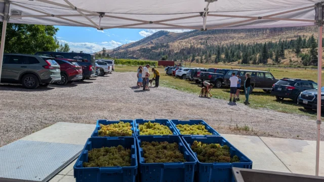 To all those who made this year’s Vineyard Harvest possible, THANK YOU! We had a blast and I hope you did too 🍇 

If you didn’t make it, but still want to check out the vineyard, we have pickleball courts and wine tastings by appointment, see our bio for details! We would love to see you