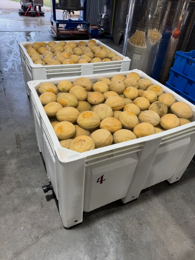 We are preparing melons for our 2026 Melon Wine 🍈

You can find us locally at Rod’s Harvest Food in St. Ignatius, Charlo Grocery in Charlo, and the Ronan Cooperative Brewery in Ronan or set up an appointment for a tasting at the winery!
