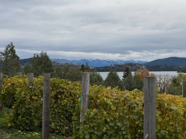 What’s that last picture of?
Oh, just a ton of grapes…

This weekend we spent a couple days harvesting more grapes! This time we picked Marquette and Maréchal Foch at a vineyard on Flathead Lake. We were rewarded with views of the newly snowcapped Mission mountains!